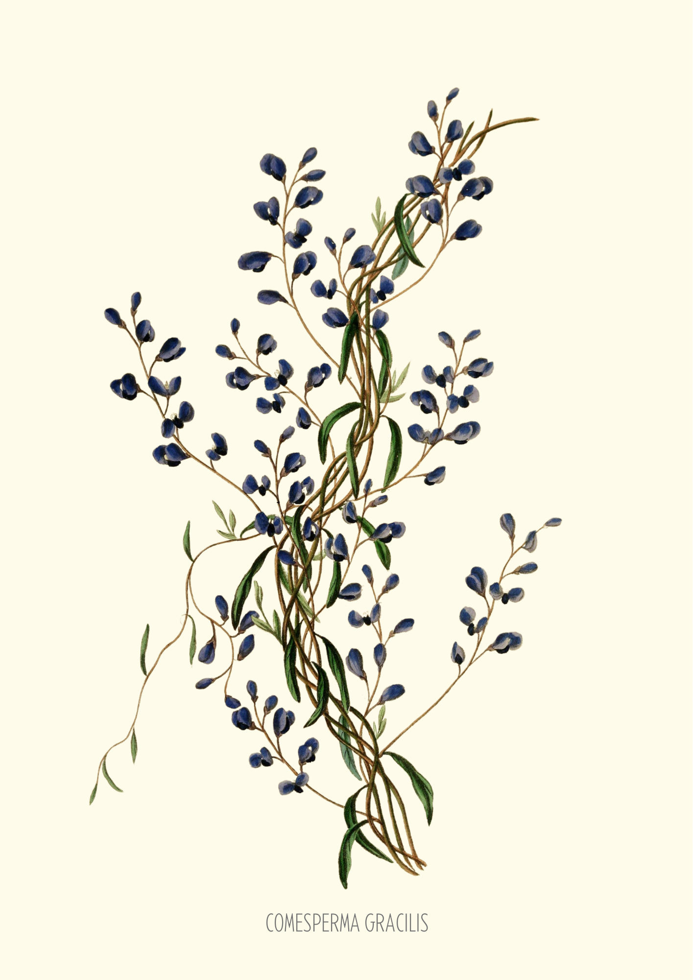 Joseph Paxton Botanical Prints