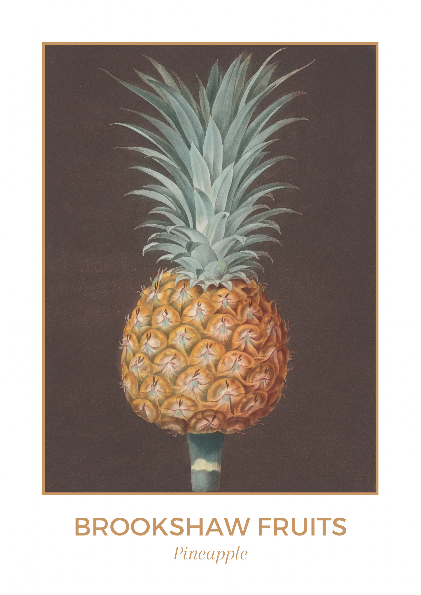 George Brookshaw Pineapple Print