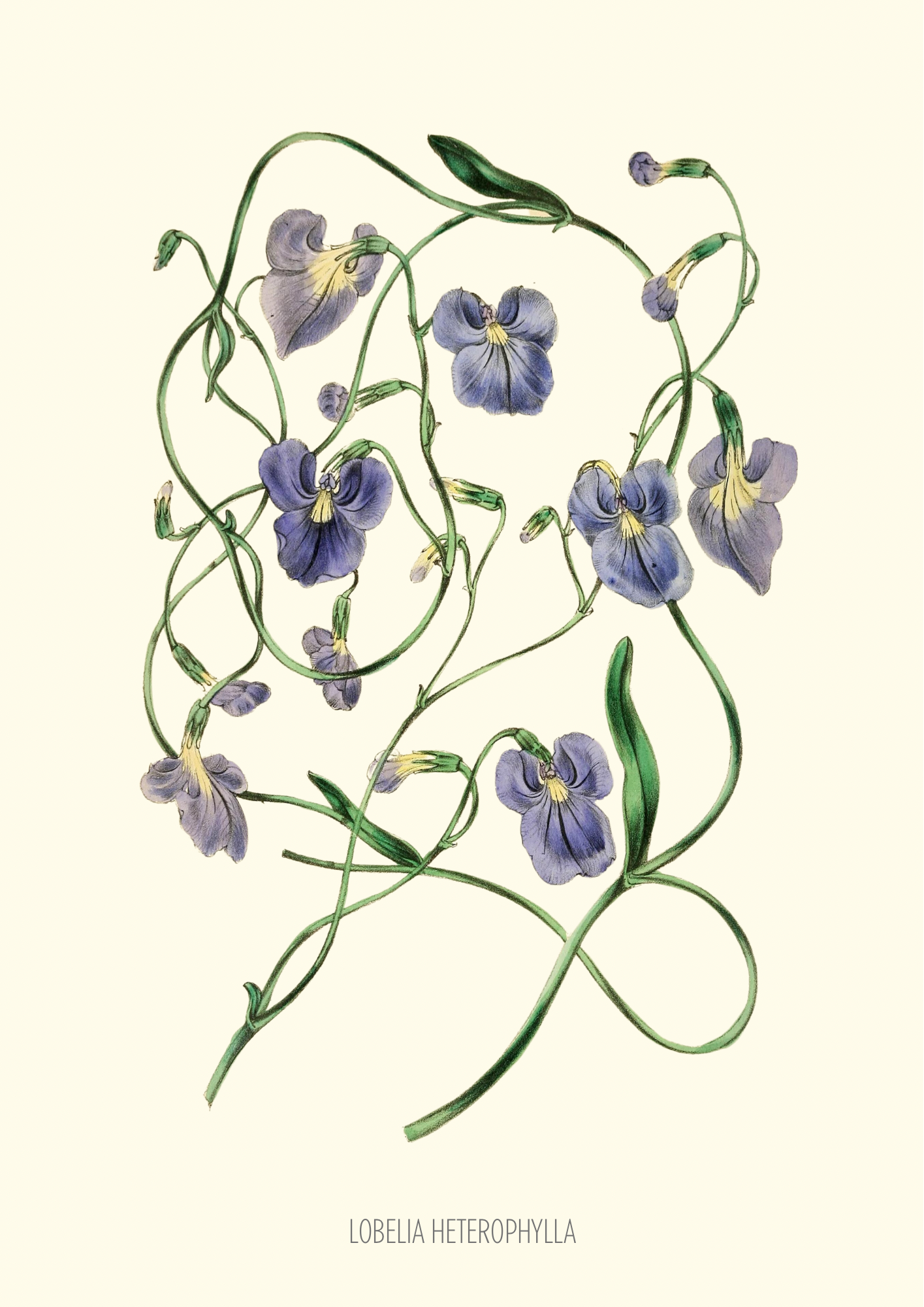 Joseph Paxton Botanical Prints