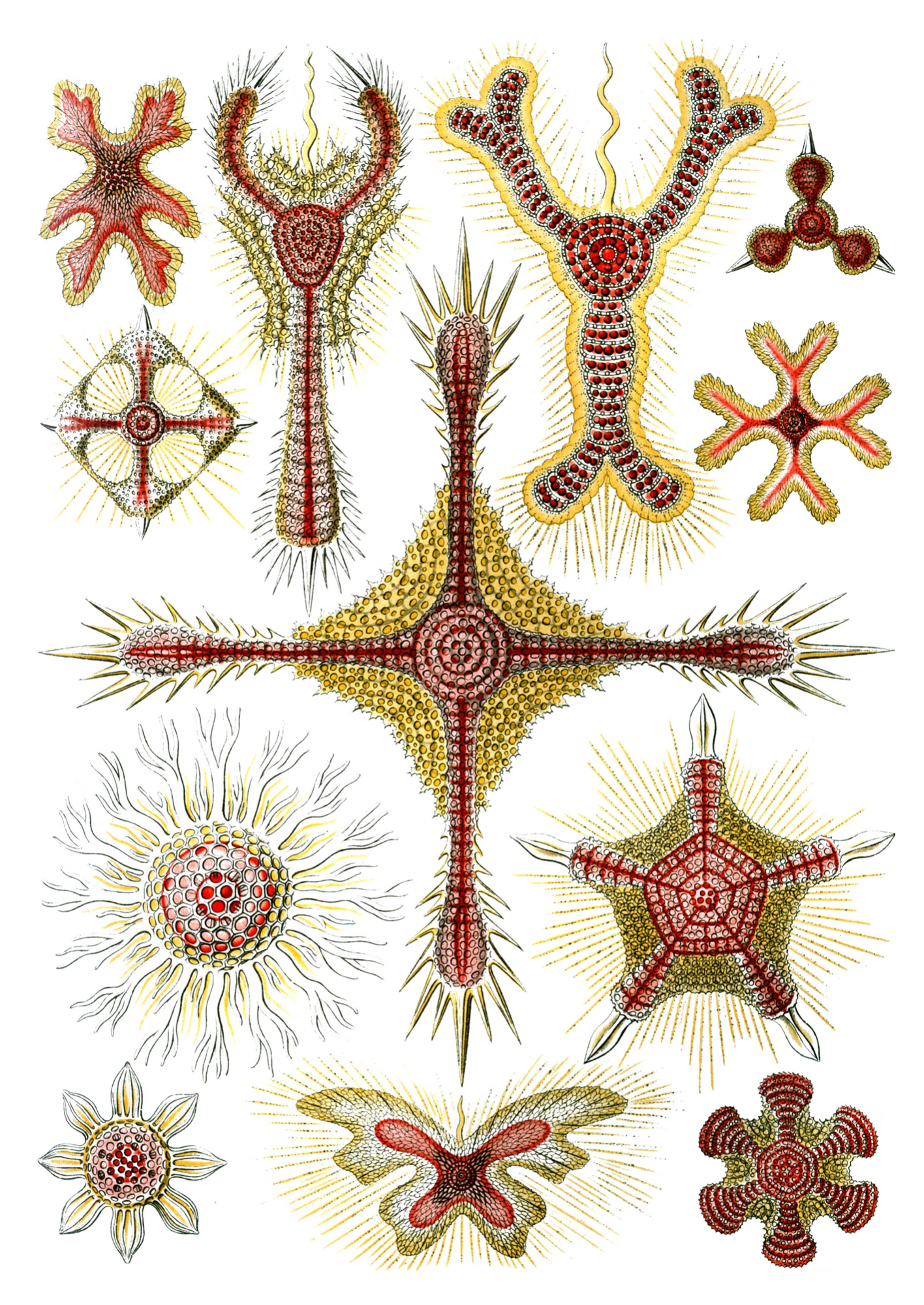 Vintage Art Forms of Nature Print