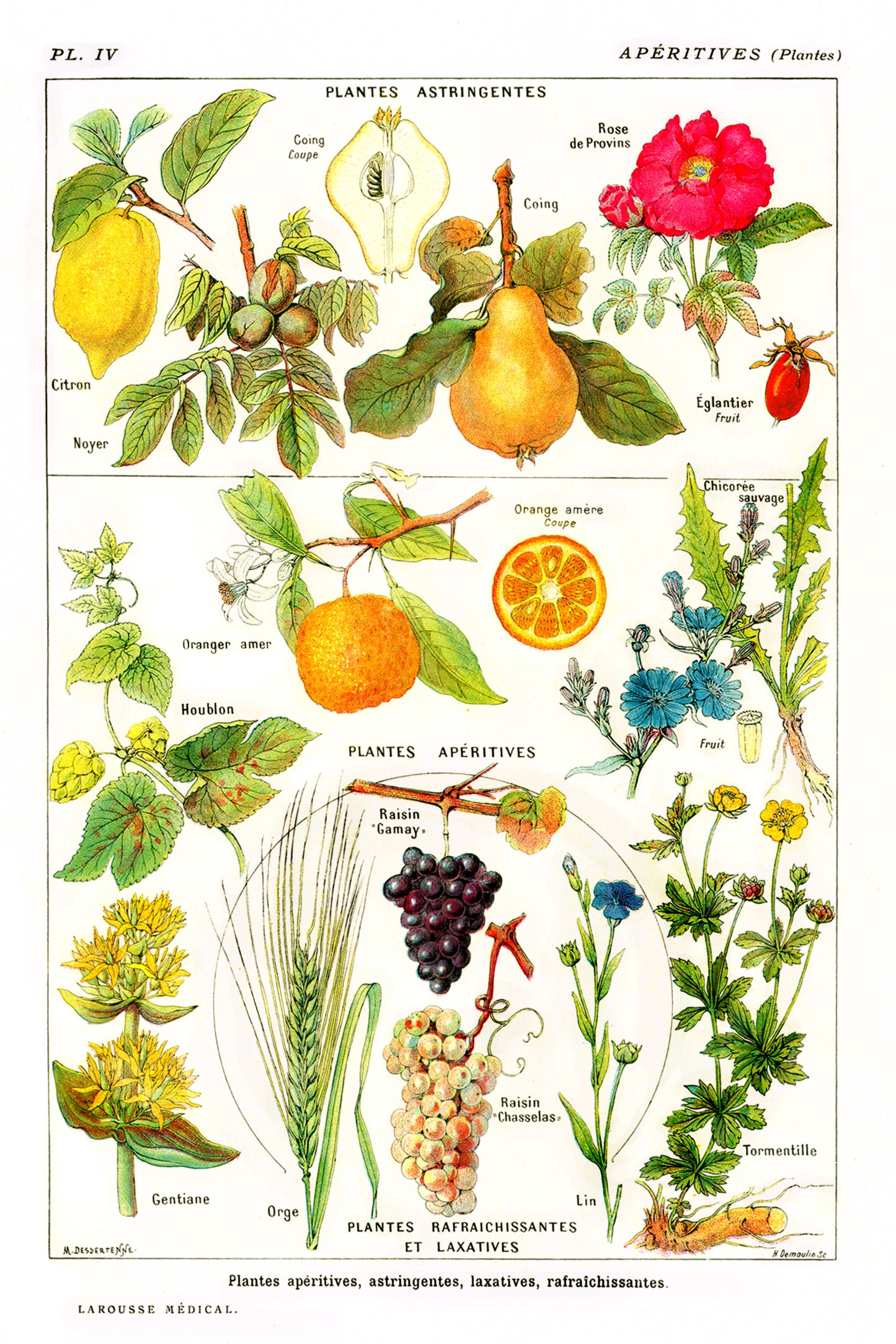 Astringentes Aperitives Vintage Print
