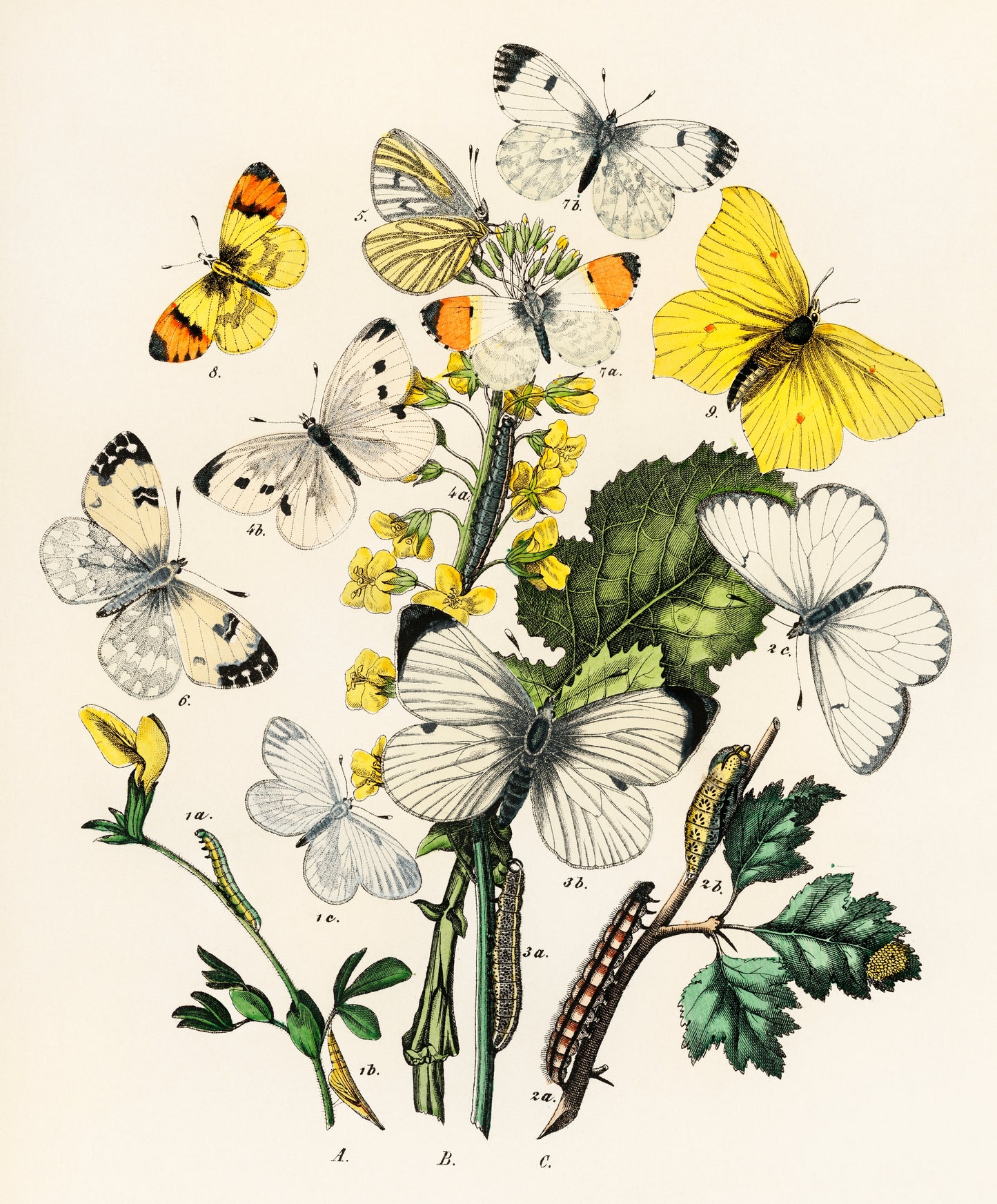 Butterflies and Moths Vintage Print