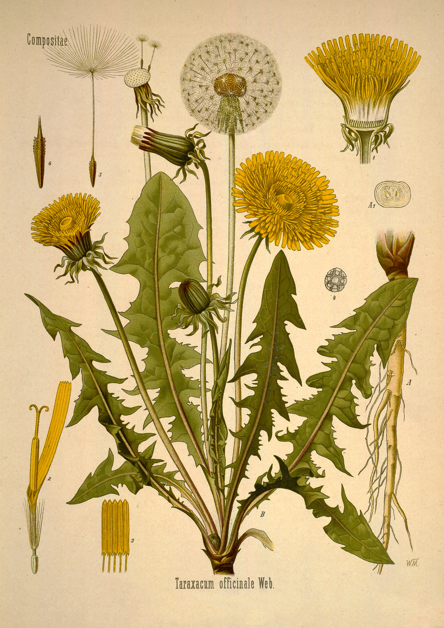 Dandelion, Taxicum Officiinale Vintage Print