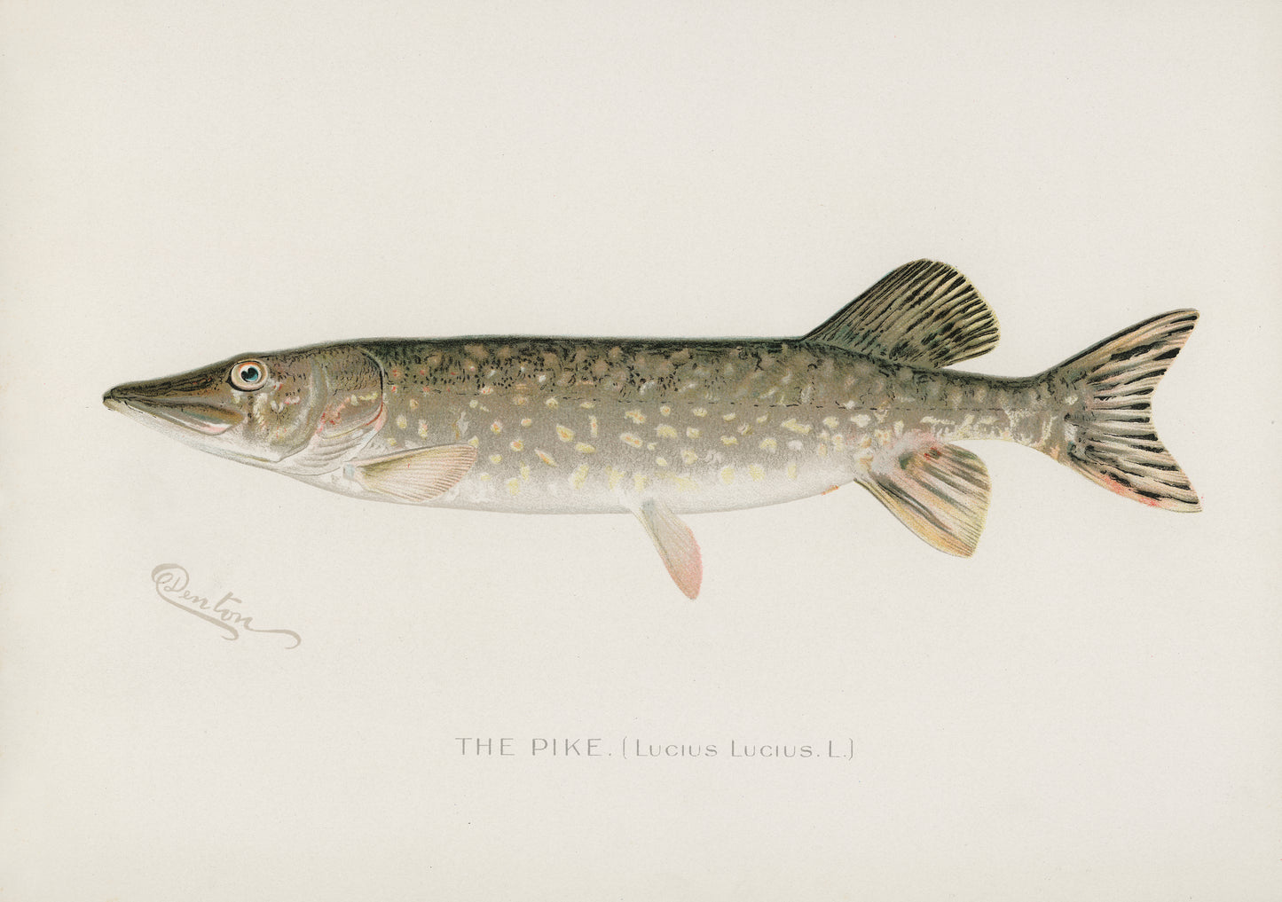 The Pike, Fishing Print