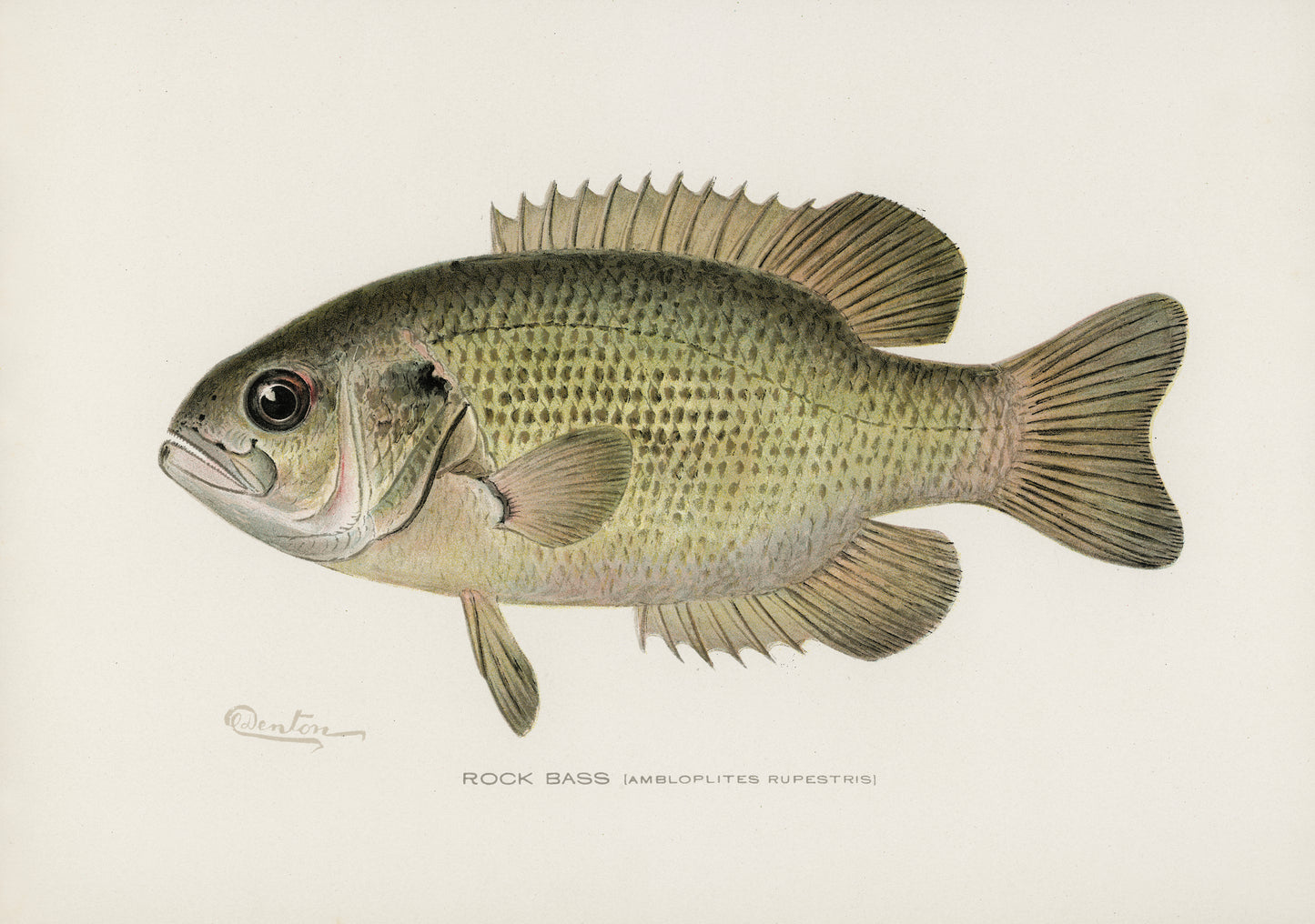Rock Bass Fishing Print