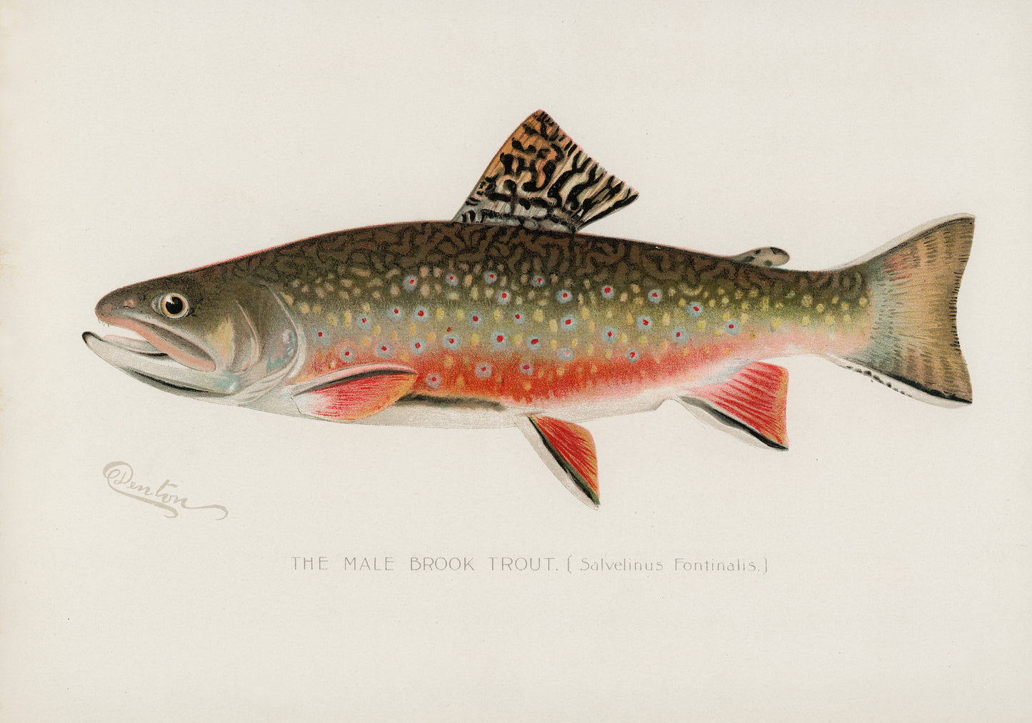 Male Brook Trout Fishing Print