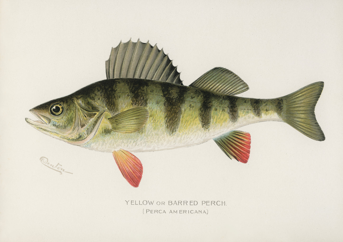 Yellow or Barred Perch Fishing Print