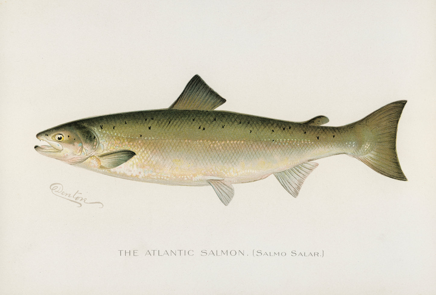 The Atlantic Salmon, Fishing Print