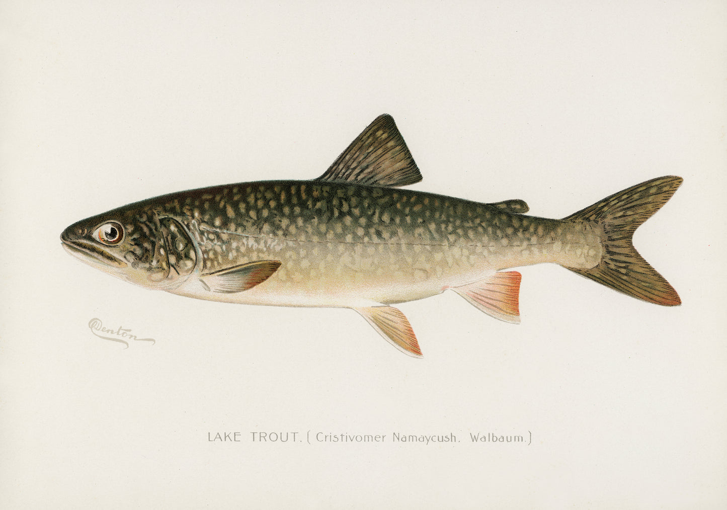 Lake Trout, Fishing Print