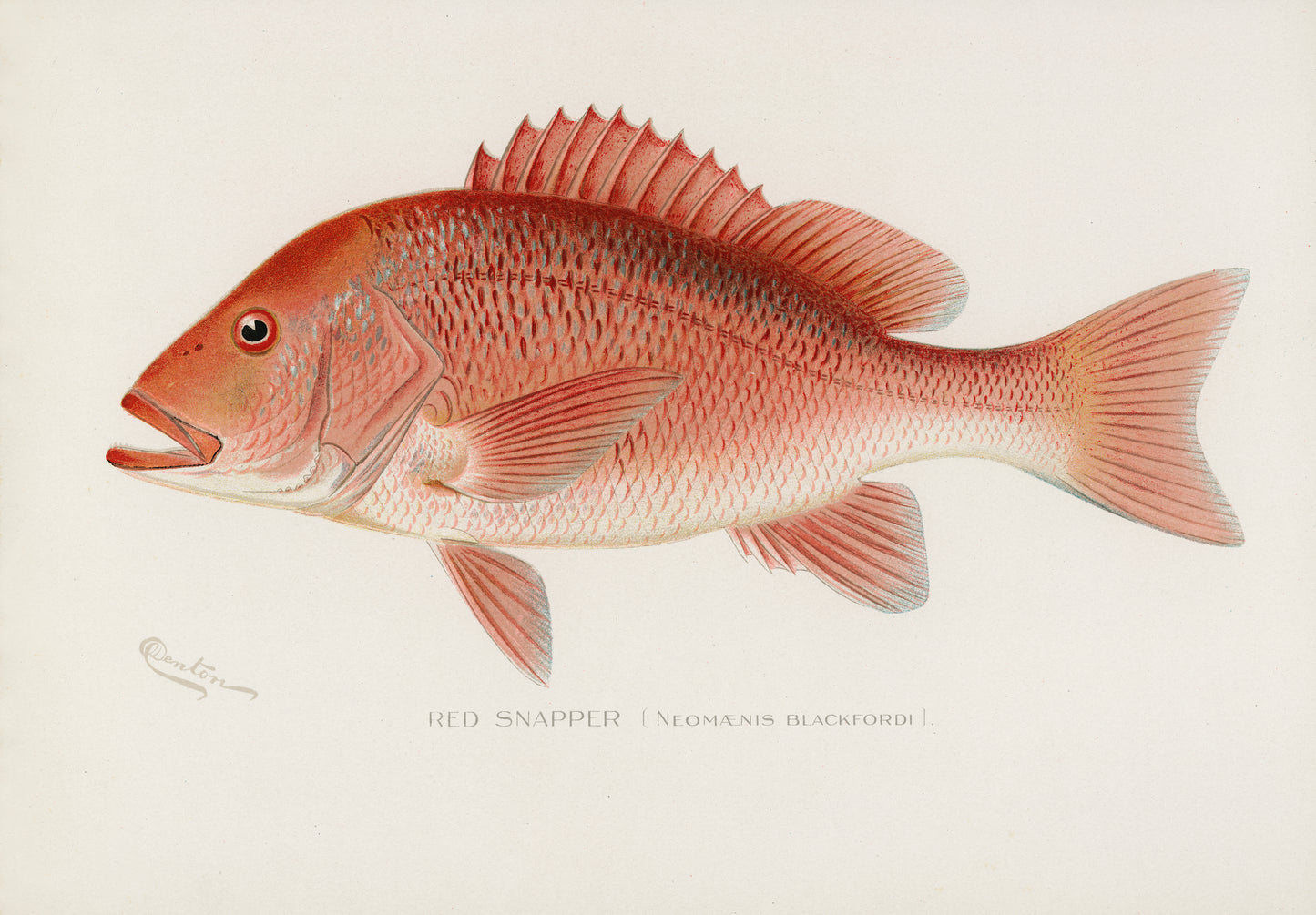 Red Snapper, Fishing Print