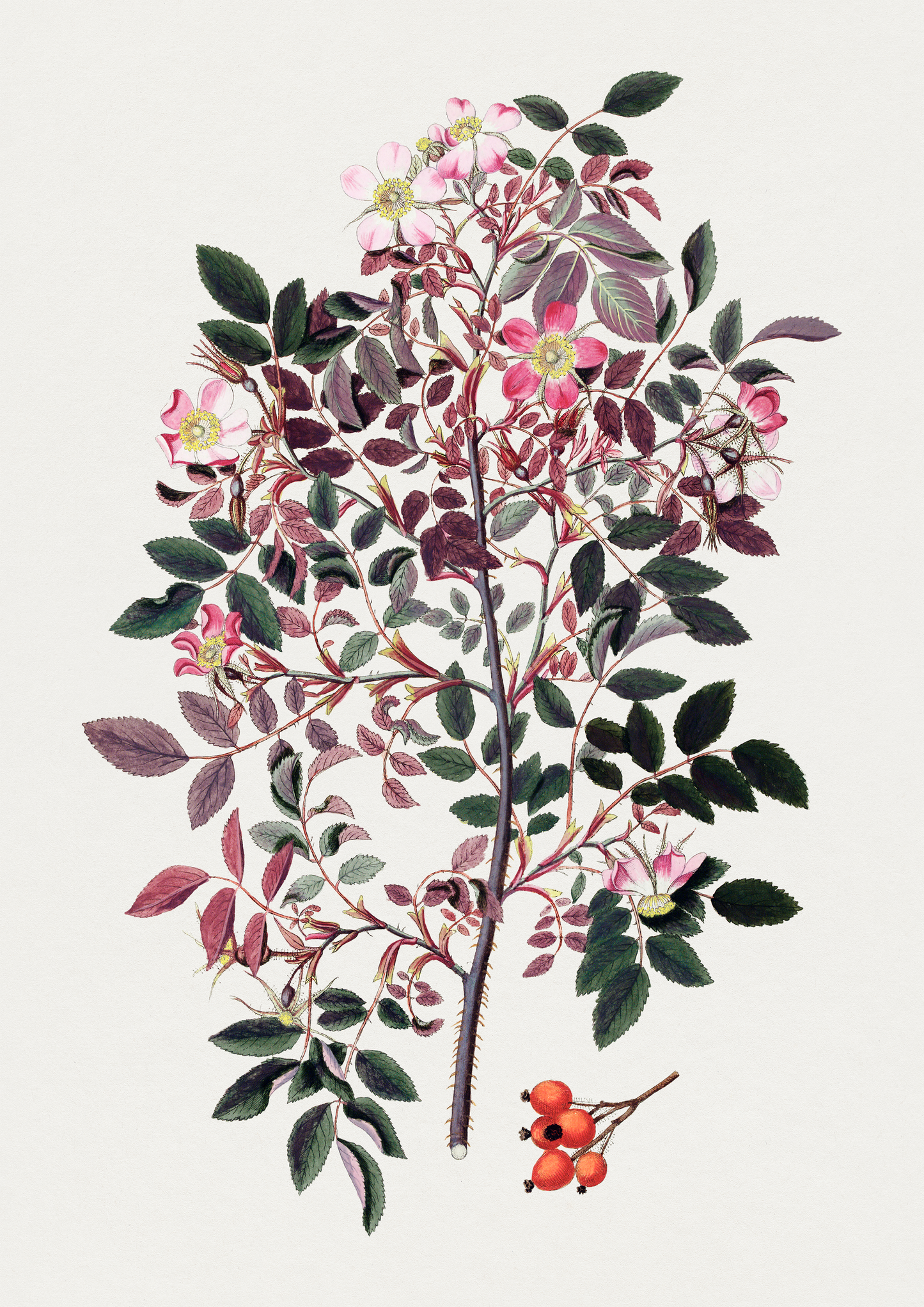 Pretty Wild Rose Print