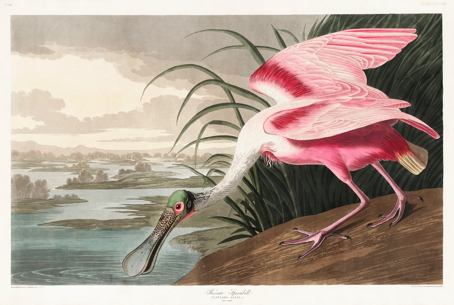 Roseate Spoonbill, Birds of America Print