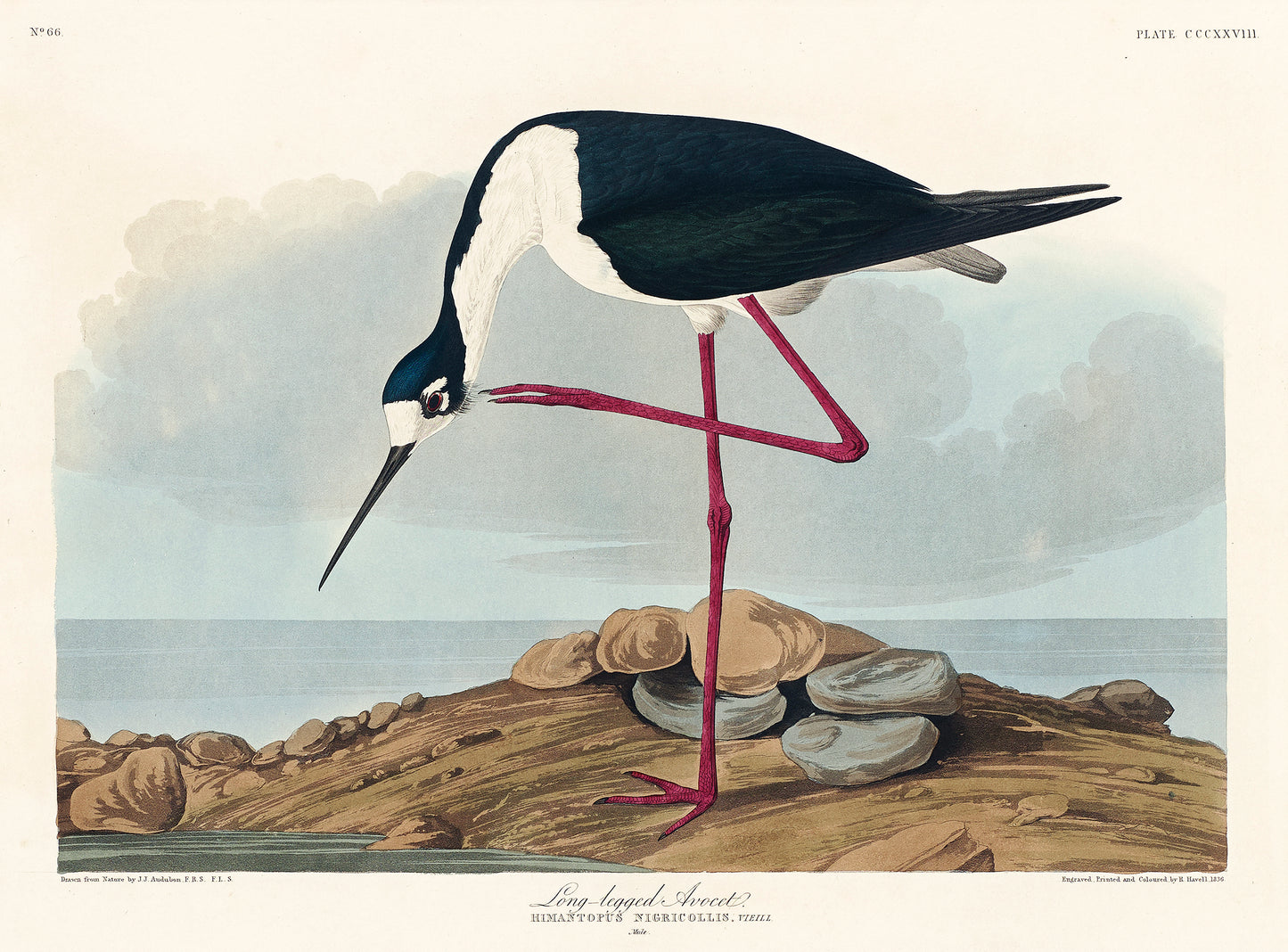 Long Legged Avocet, Birds of America Print