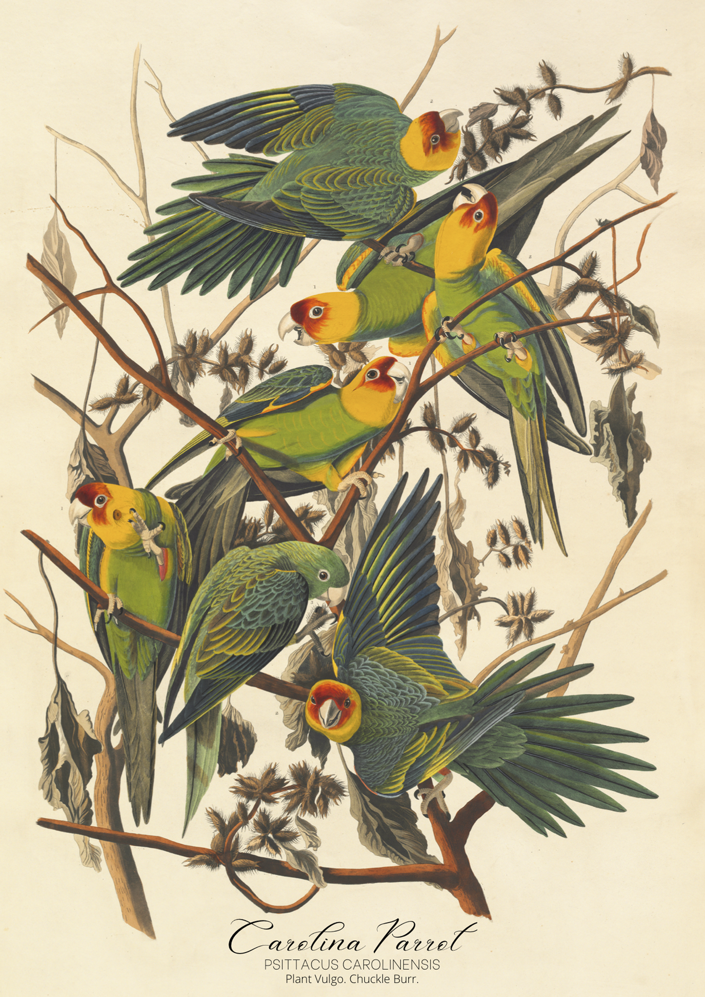 John James Audubon, Carolina Parrot Print
