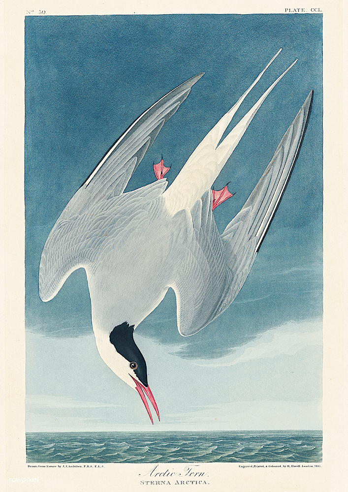 John James Audubon, Atlantic Tern Print