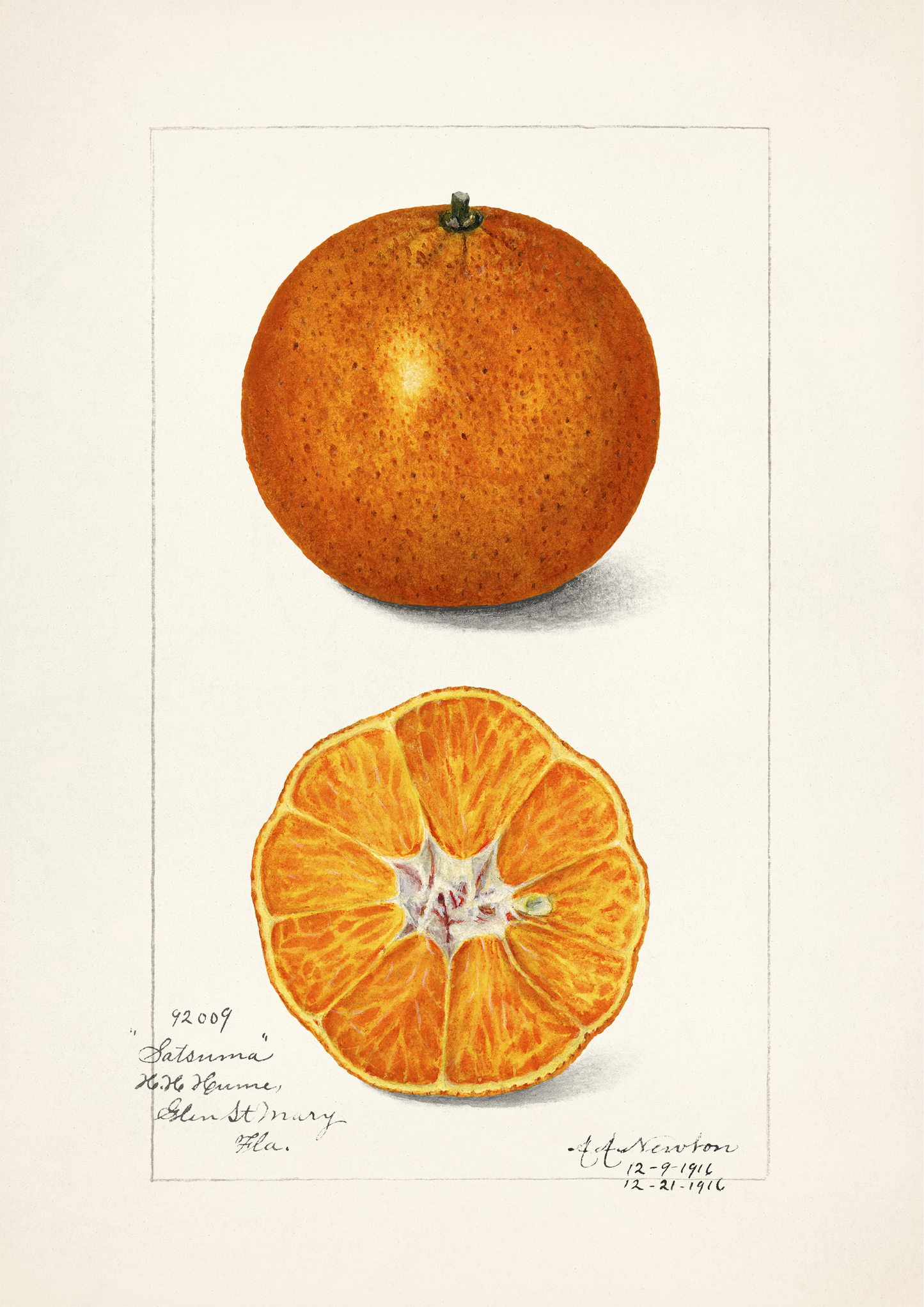 Vintage Satsuma Print