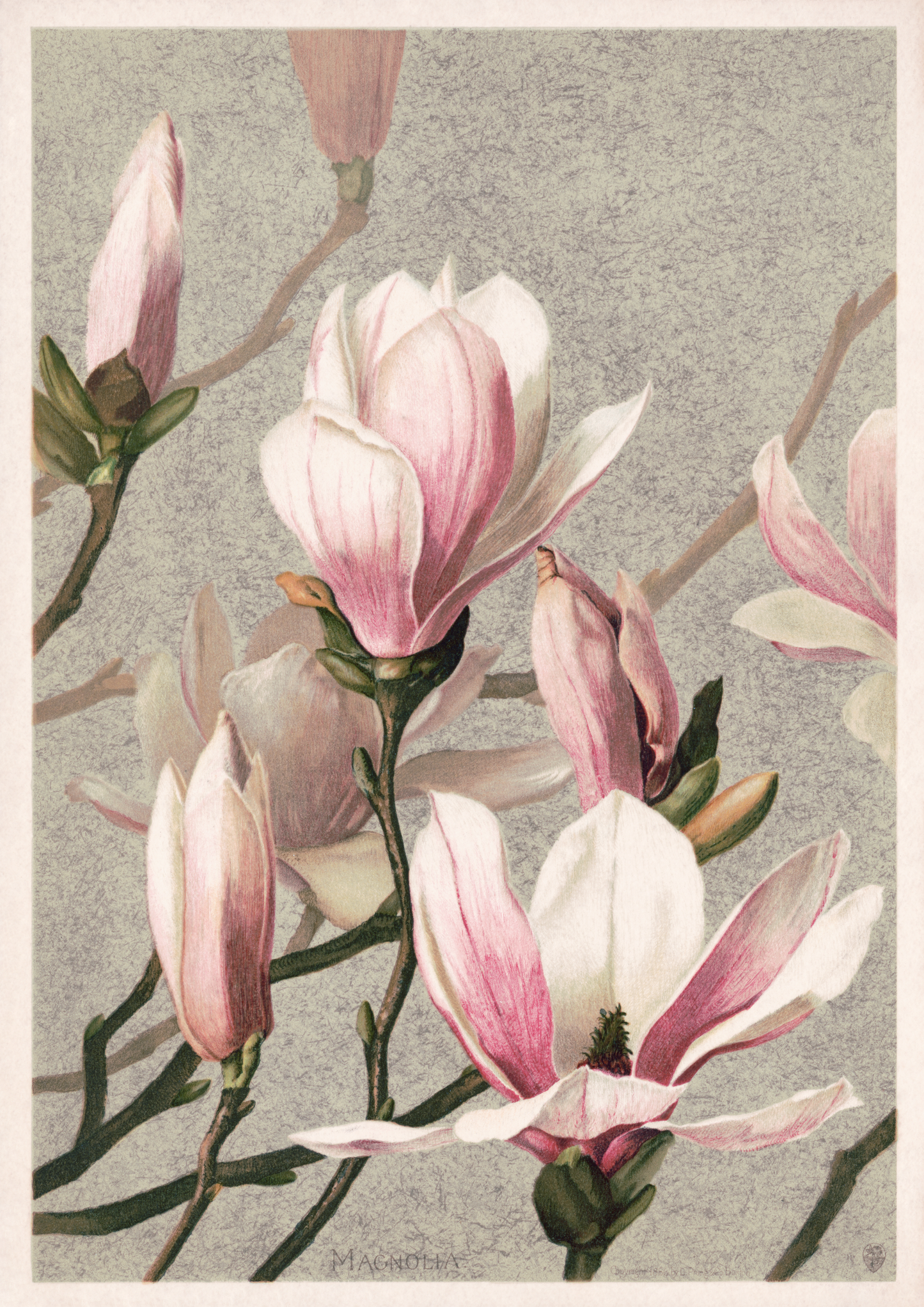 Vintage Magnolia Print