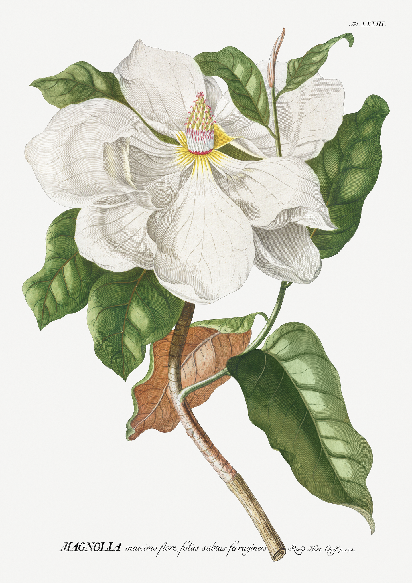 Vintage Magnolia Print