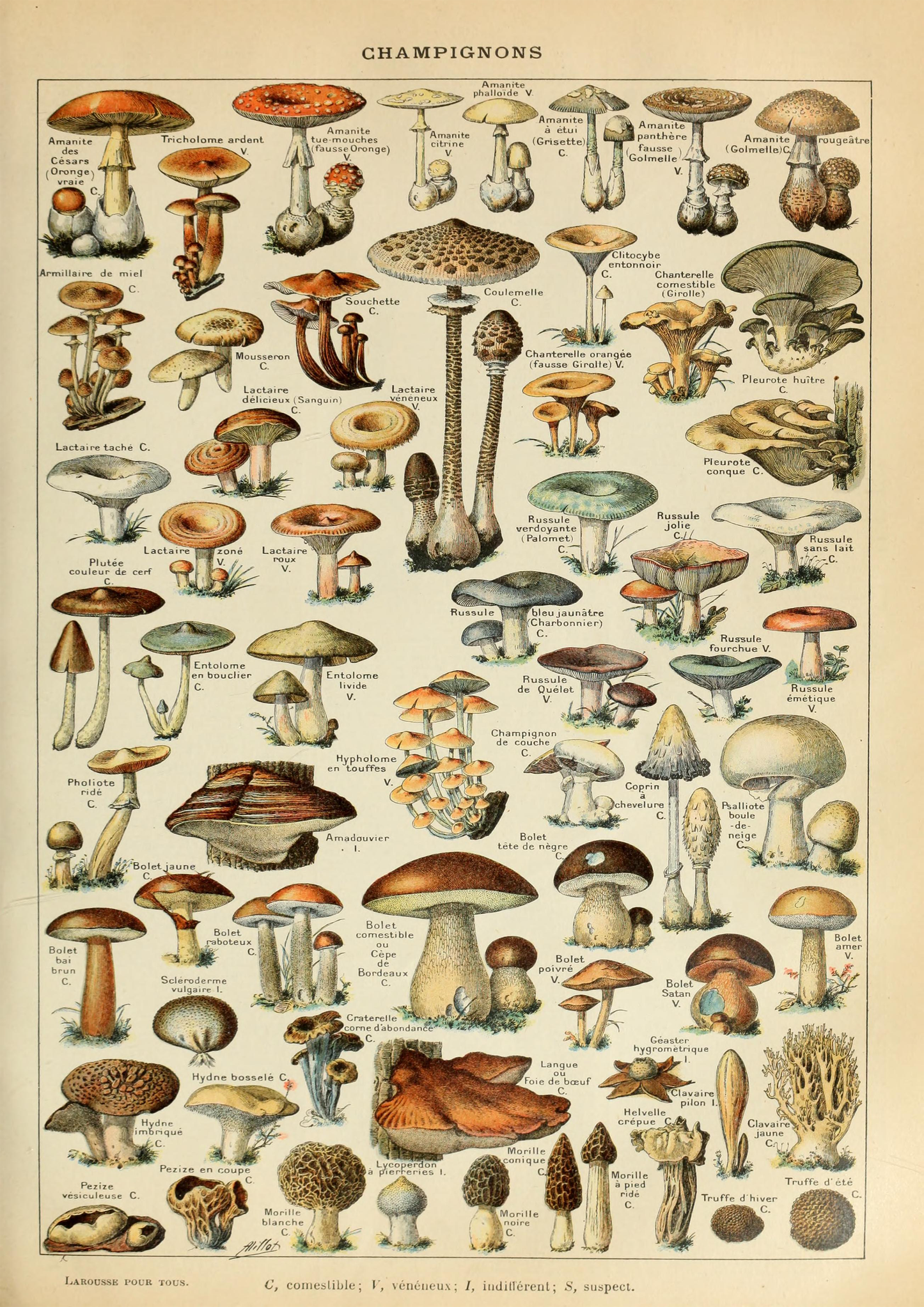 Vintage Mushroom Print