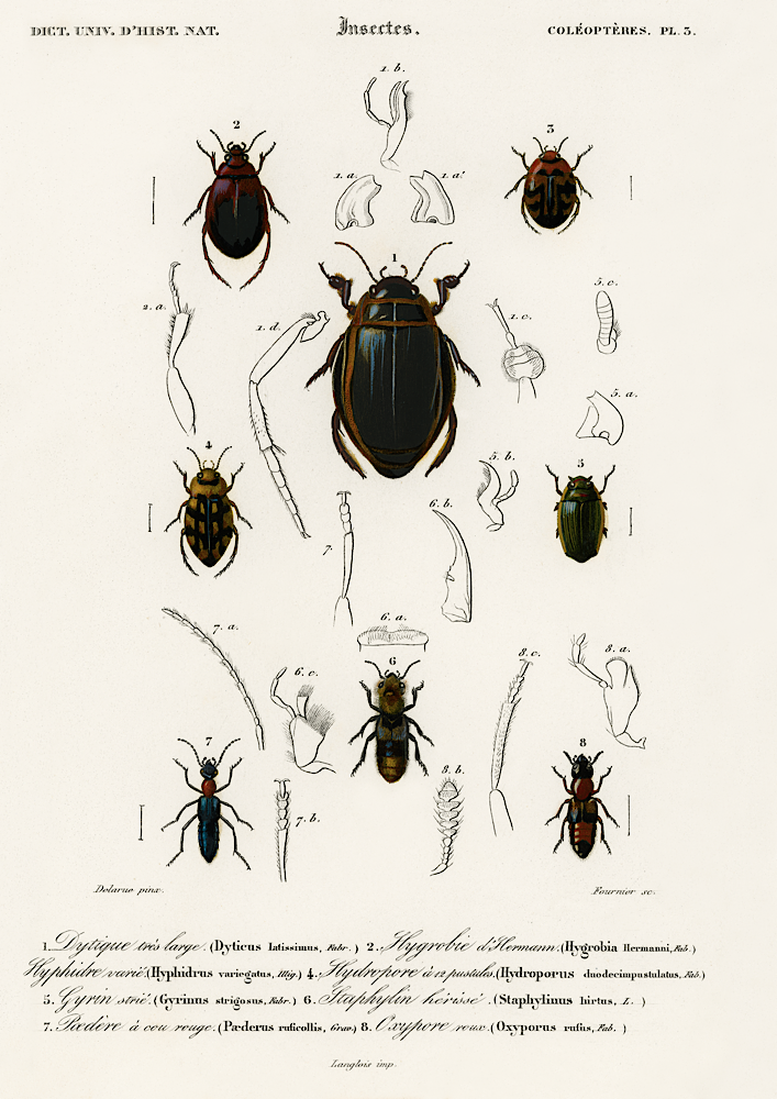 Vintage Insect Print
