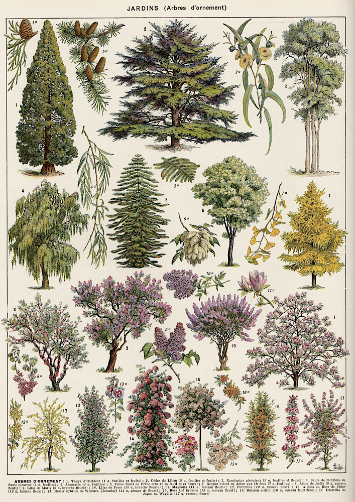 Vintage Ornamental Tree Print