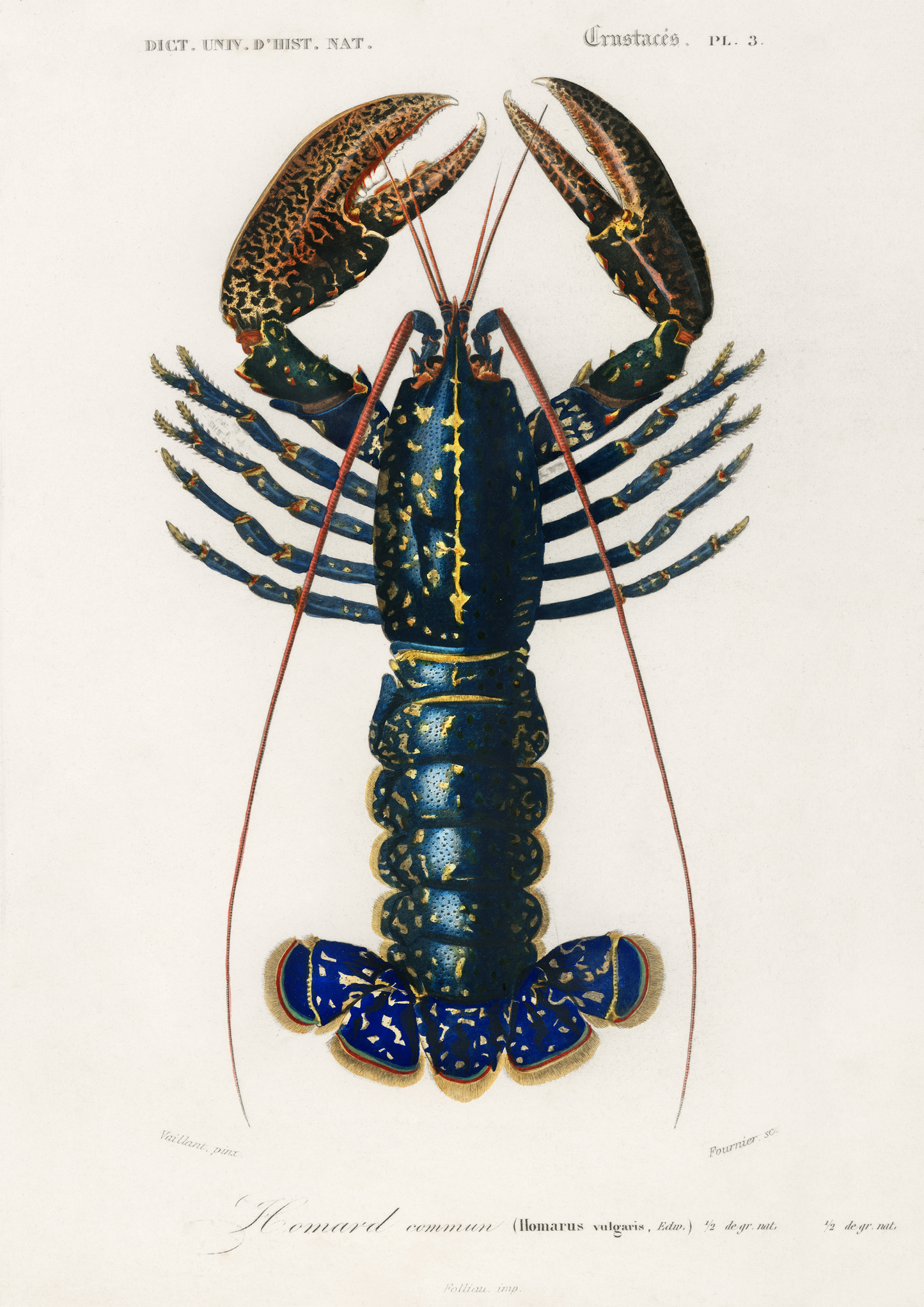 Lobster Print