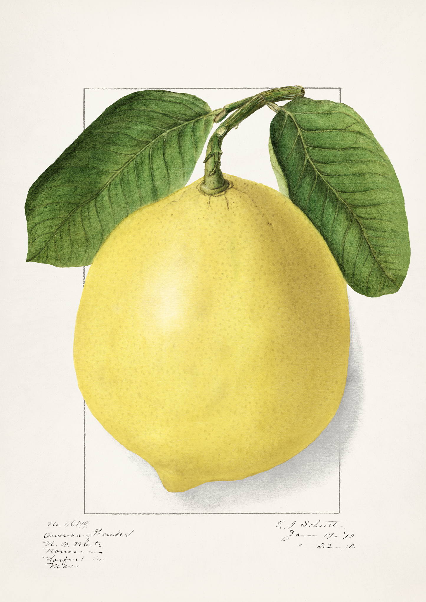 Vintage Lemon Print