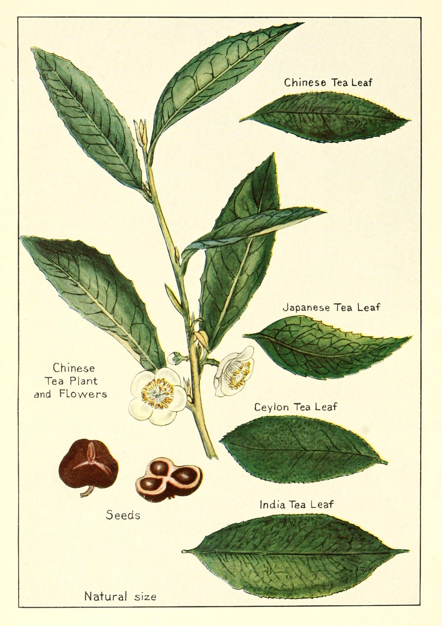 Vintage Tea Print