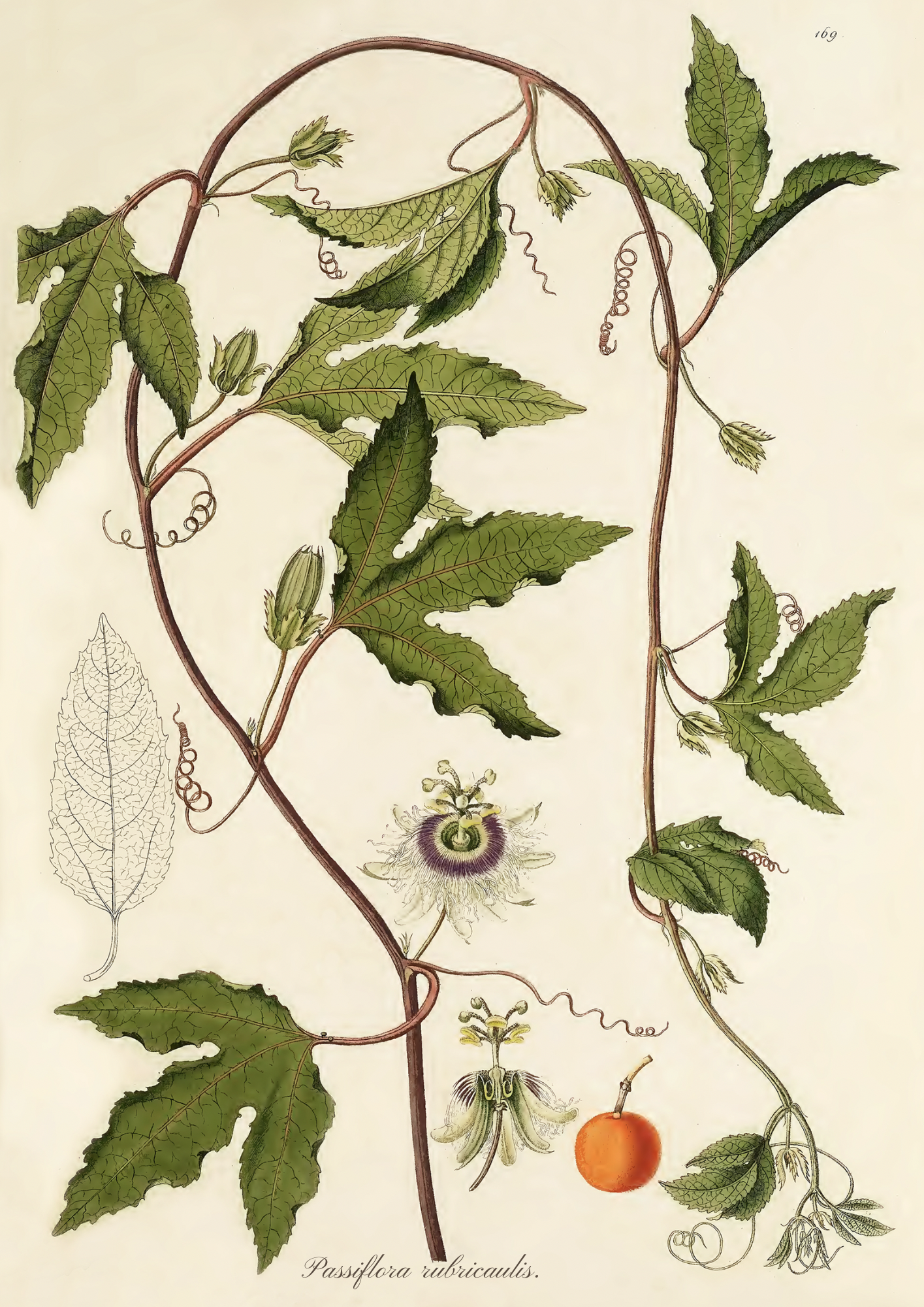 Vintage Passionflower Print