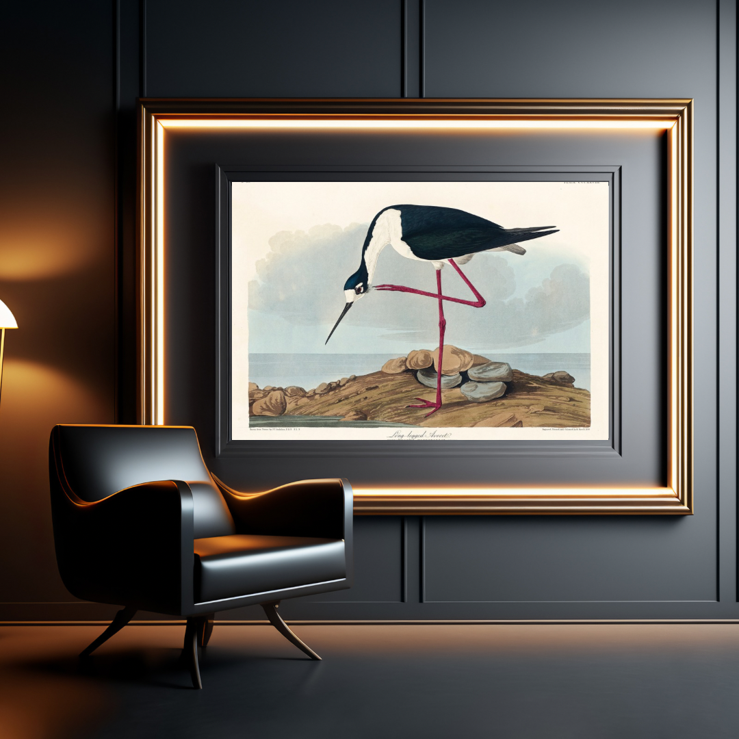Long Legged Avocet, Birds of America Print