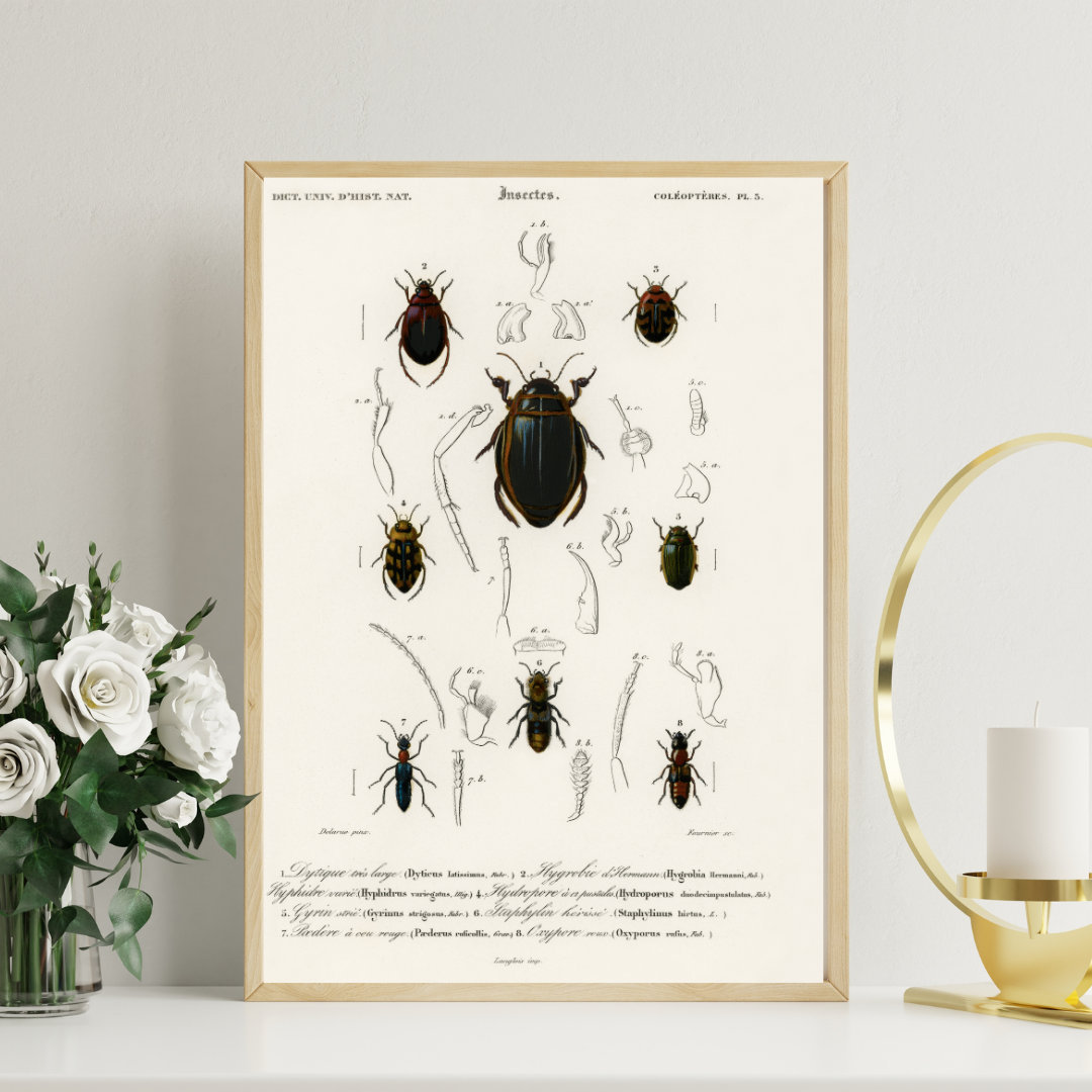 Vintage Insect Print