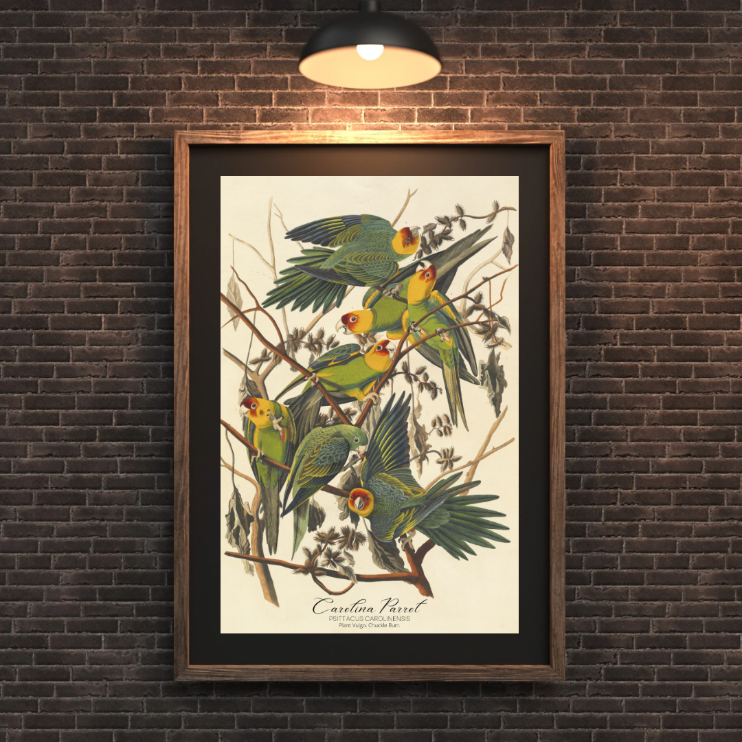 John James Audubon, Carolina Parrot Print