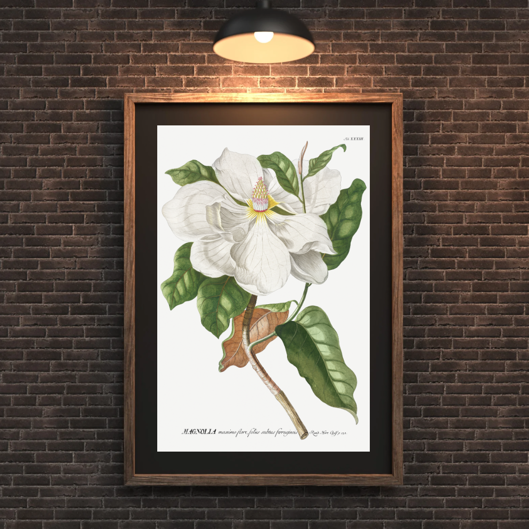 Vintage Magnolia Print