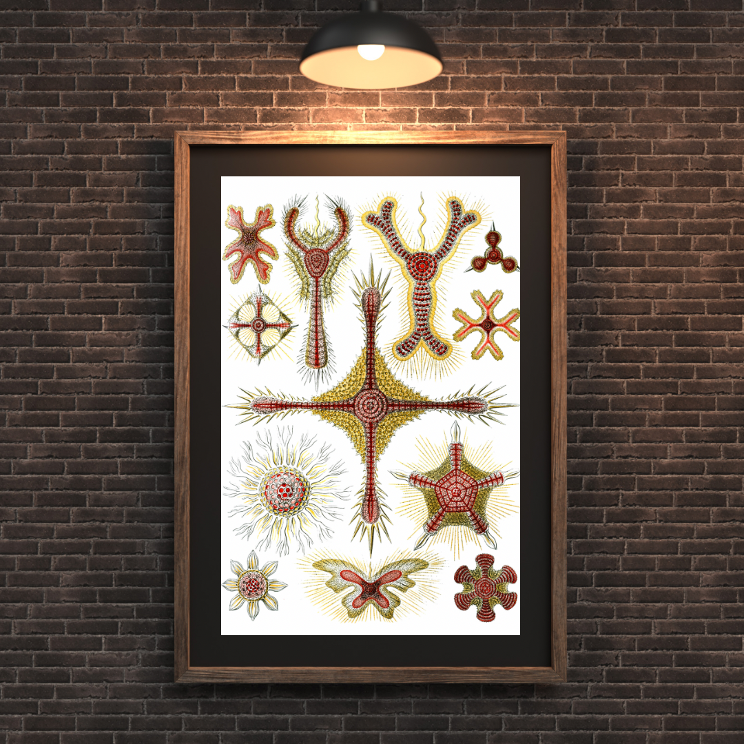 Vintage Art Forms of Nature Print