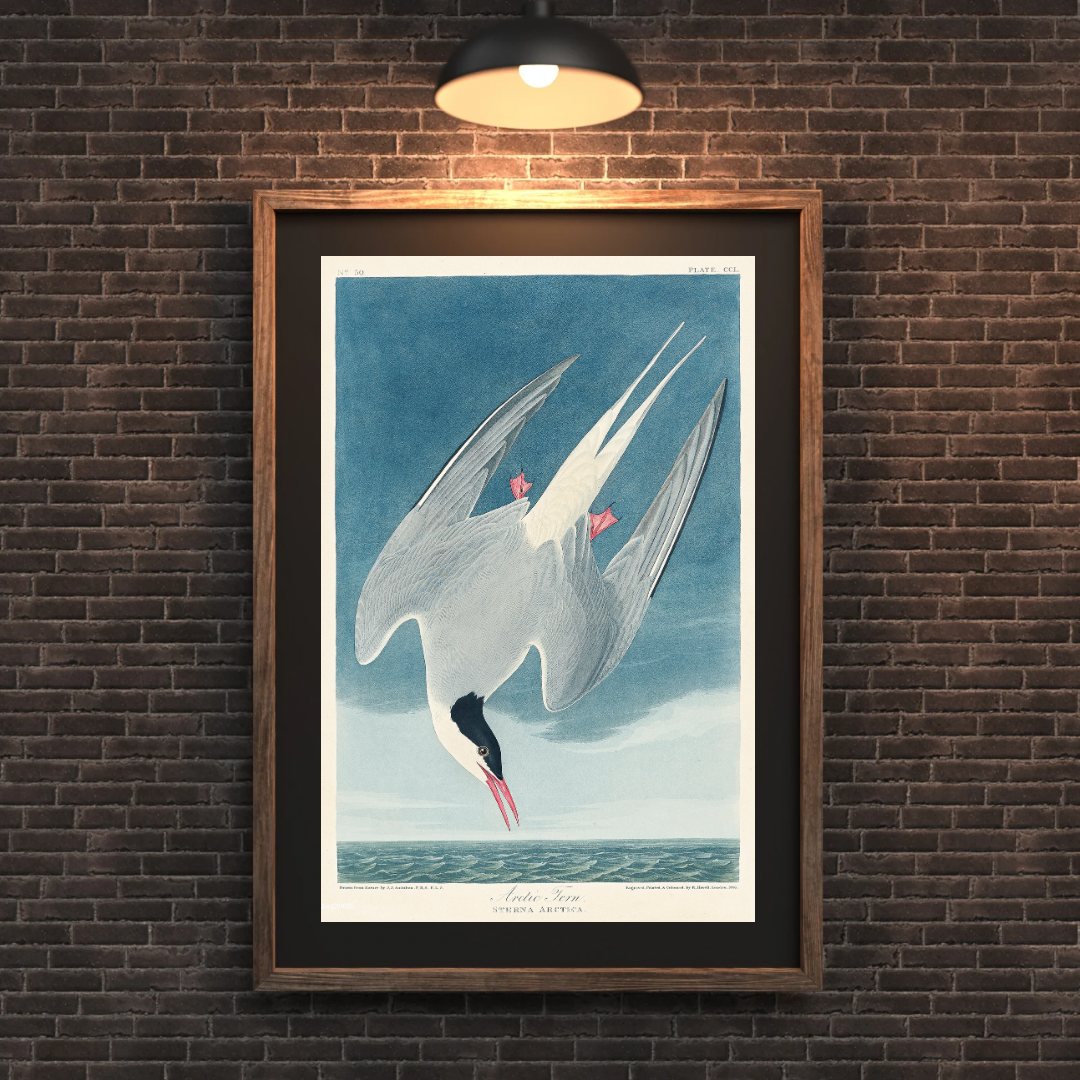 John James Audubon, Atlantic Tern Print