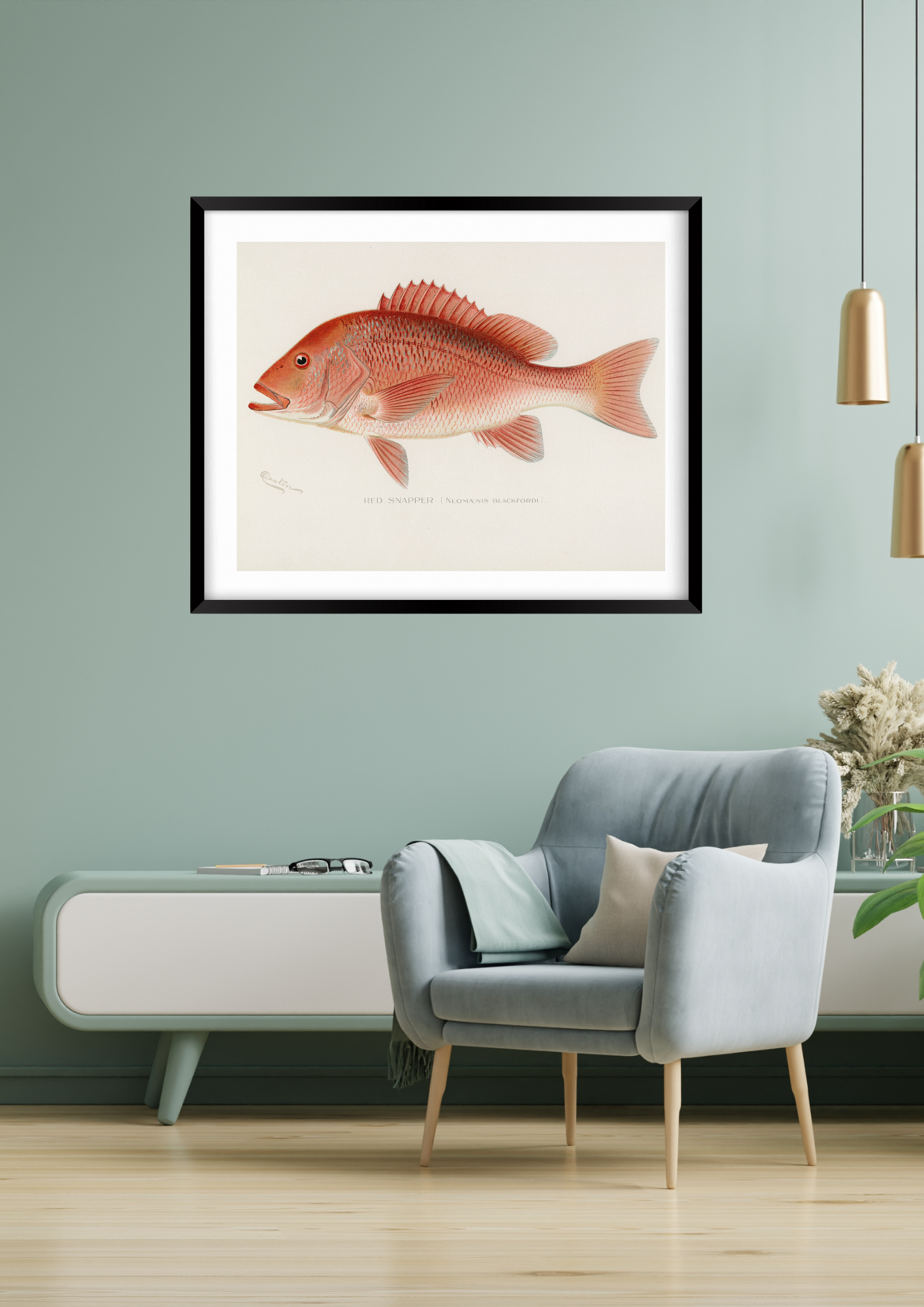 Red Snapper, Fishing Print