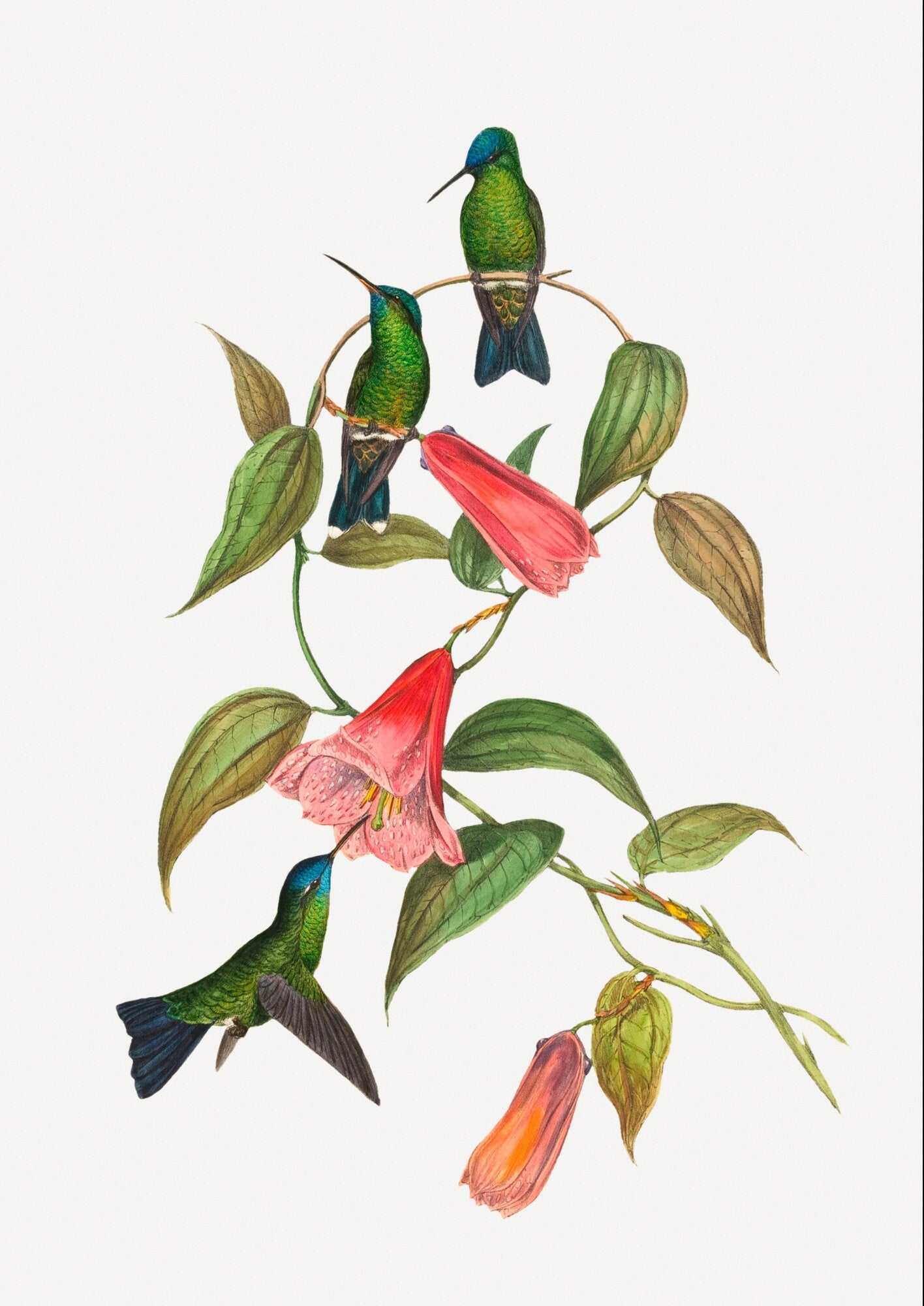 Eclectic Gallery Wall Art Prints: Audubon Flamingo, Hot Air Balloon