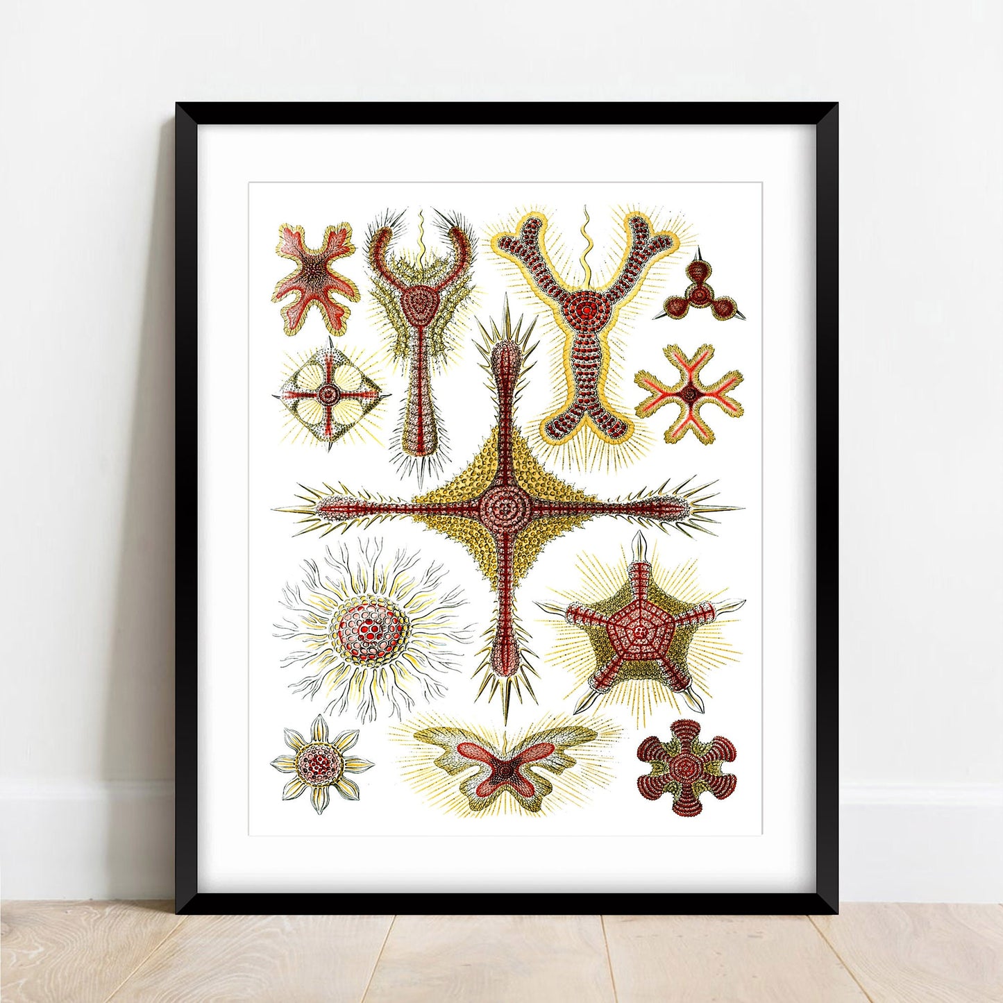 Vintage Art Forms of Nature Print