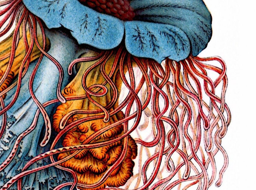 Ernst Haeckel Jellyfish Print: Vintage Marine Art (A4/A3)