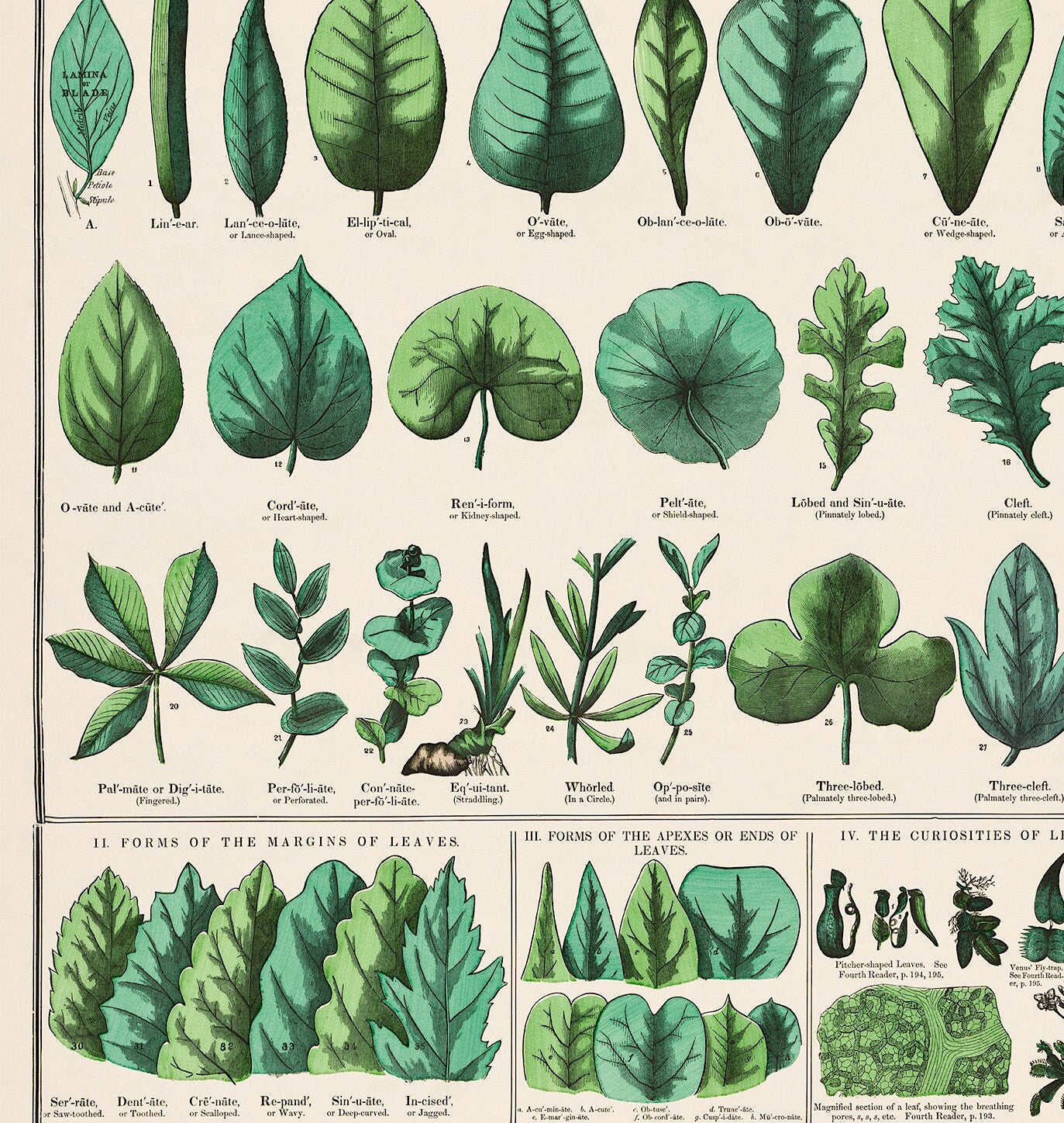 Vintage Botanical Print: School and Family Charts, 1890 (A4/A3)