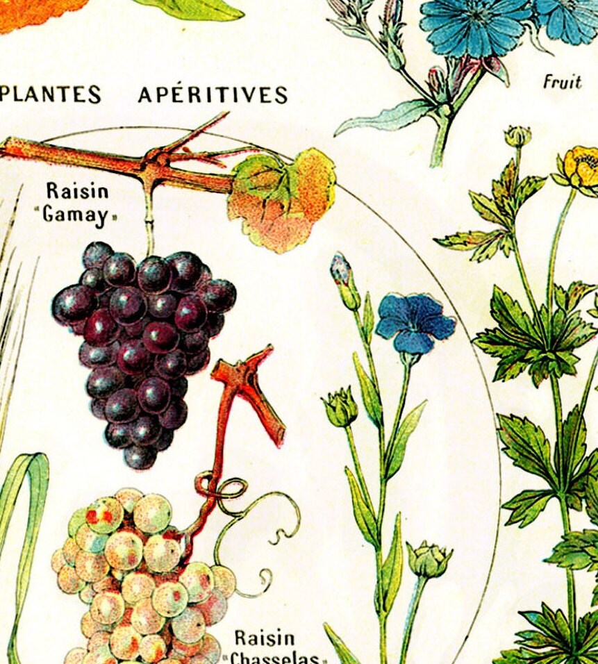Vintage Botanical Print: Larousse Astringent Plants Wall Art