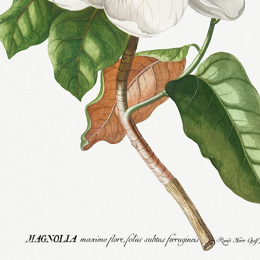 Vintage Magnolia Art Print: Botanical Floral Wall Art Poster