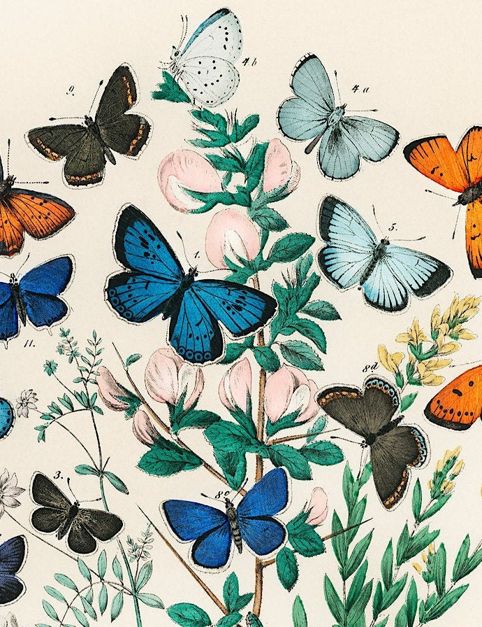 Vintage Butterfly & Moth Print: William Forsell Kirby Natural History Art