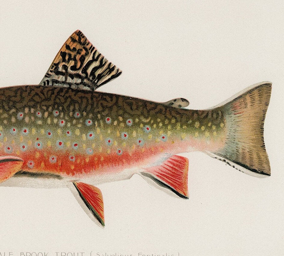 Vintage Male Brook Trout Print, Fishing Wall Art