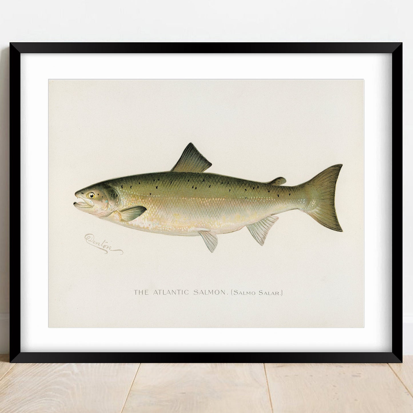 The Atlantic Salmon, Fishing Print