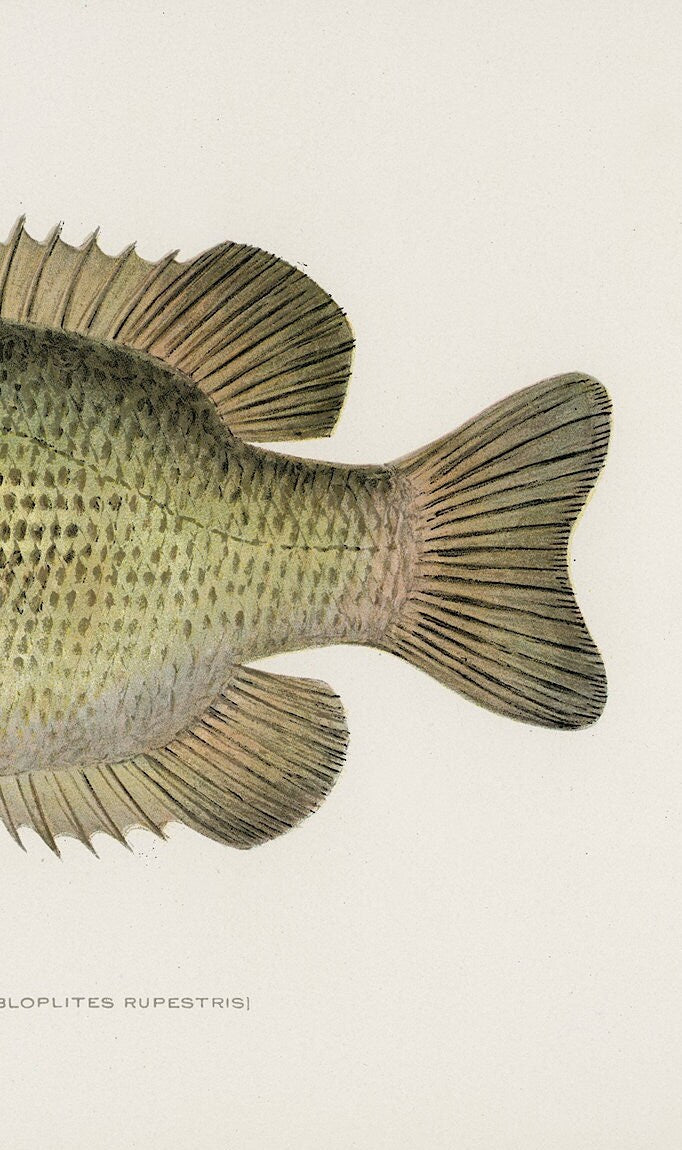 Vintage Rock Bass Print: Fishing Wall Art (A4/A3)