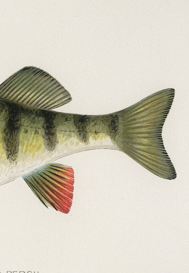 Yellow Perch Vintage Print: Fishing Wall Art