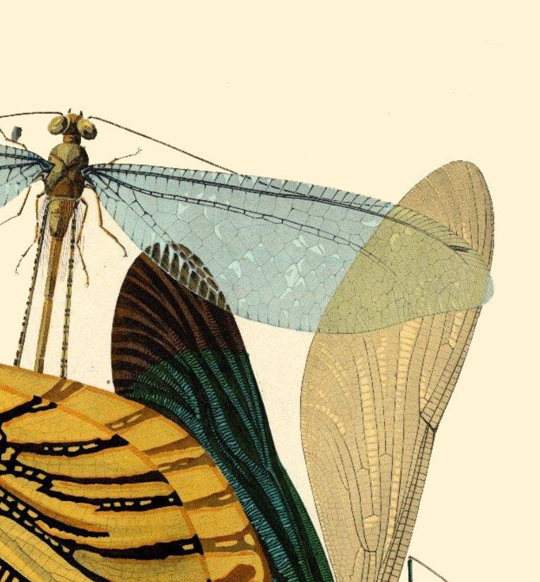 EA Seguy Insect Print: Art Deco Dragonfly Poster