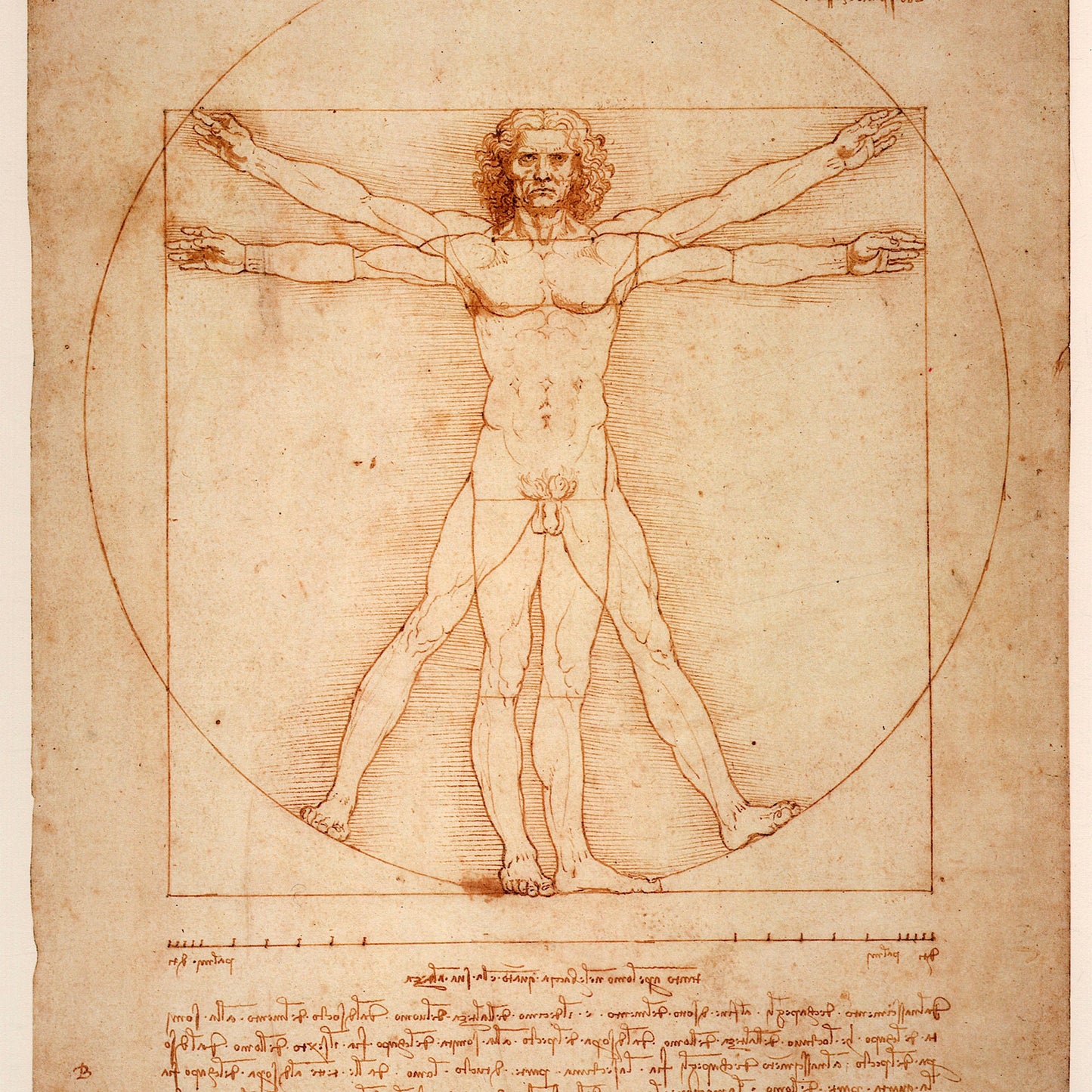 Vitruvian Man drawing by Leonardo Da Vinci, manuscript, renaissance print, poster