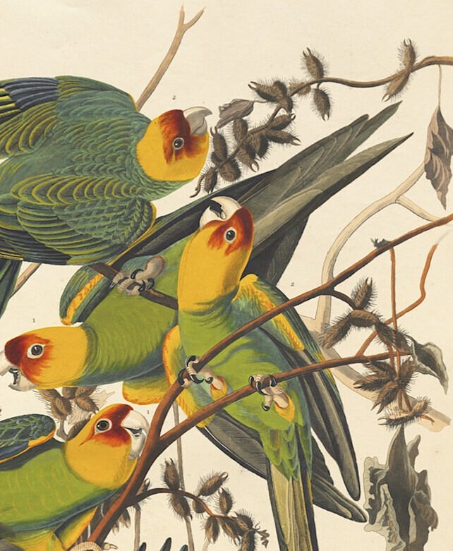 John James Audubon- Carolina Parrot | Vintage Art | Wall Art | Housewarming | Present | Gift | Giclee